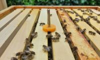 Detailaufnahme eines Bienenstocks