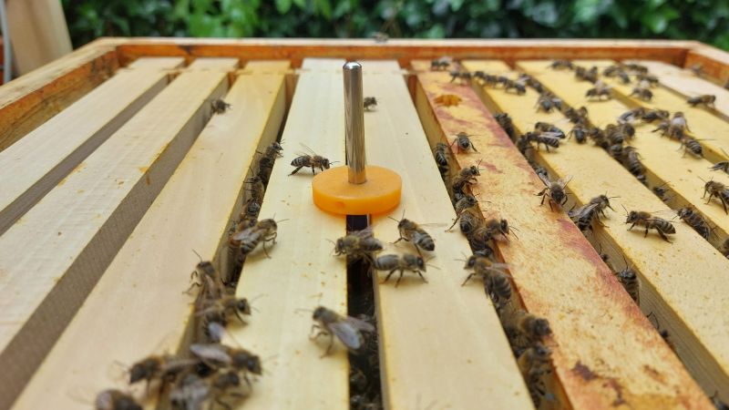 Mit digitalen Sensoren die Welt der Bienen entdecken